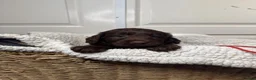 Labradoodle dogs for sale: Adorable labradoodle puppies  - Advert 10