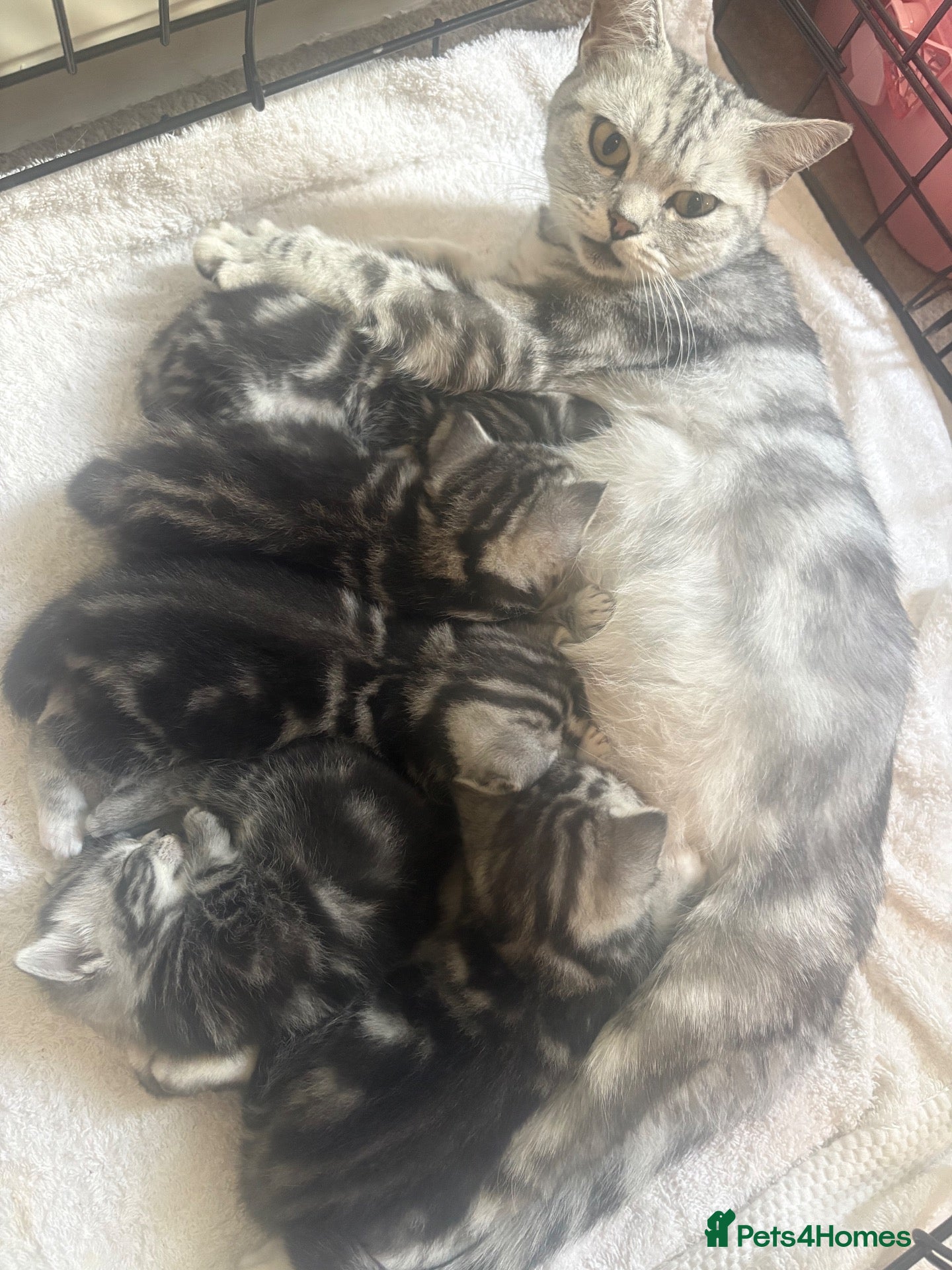 British Shorthair cats Stunning Silver Tabby BSH Cross Kittens - Advert 16