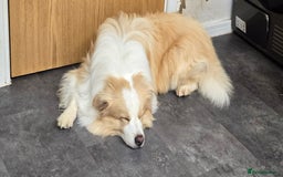 Border Collie dogs for sale: Beautiful Border Collie Puppies - Image 13