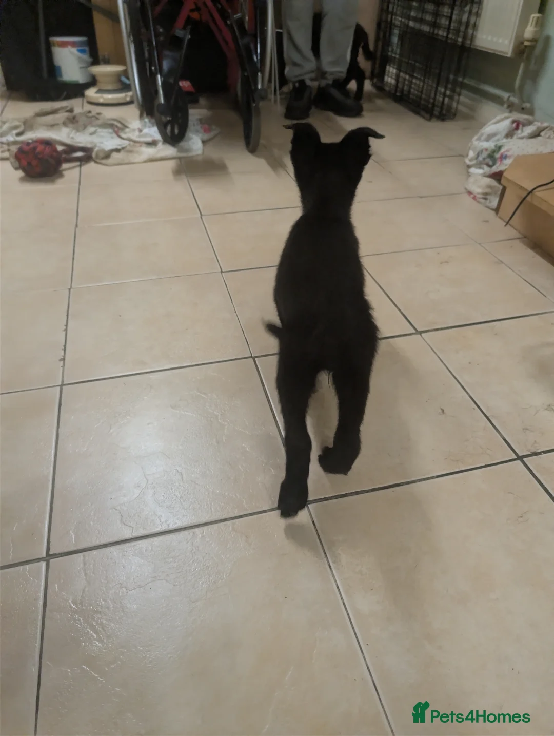 Mixed Breed dogs for sale: Cane corso x German shepherd pups  - Advert 18