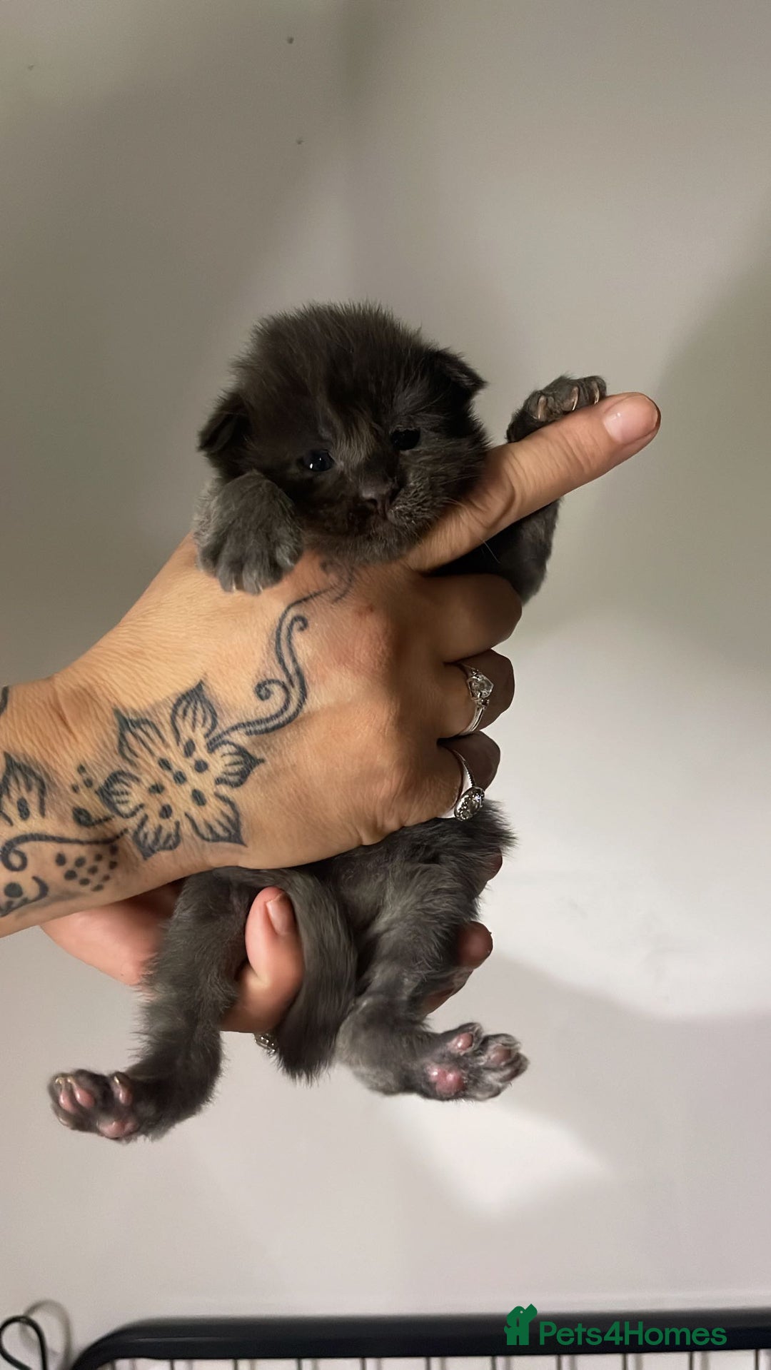 Maine Coon cats for sale: Adorable Maine coon kittens for sale  - Advert 9