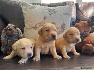 Labrador Retriever dogs Stunning KC reg pups - health tested &many FTCH/Ws - Advert 1