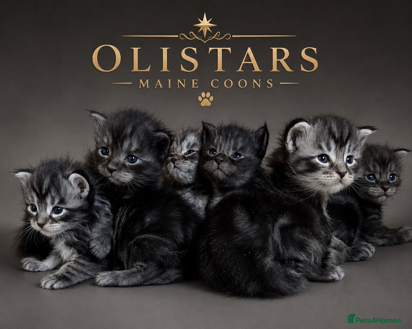 Maine Coon cats BORN TODAY - BLACK & BLUE SMOKES - Advert 1