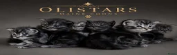 Maine Coon cats for sale: BORN TODAY - BLACK & BLUE SMOKES - Advert 1
