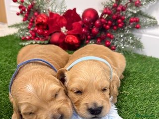 Golden Retriever dogs KC Dark Golden Retrievers 🧬 Health Tested Parents - Advert 2