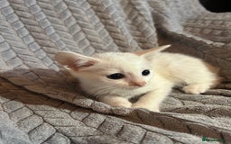Russian Blue cats for sale: 6 beautiful kittens ❤️ - Image 7