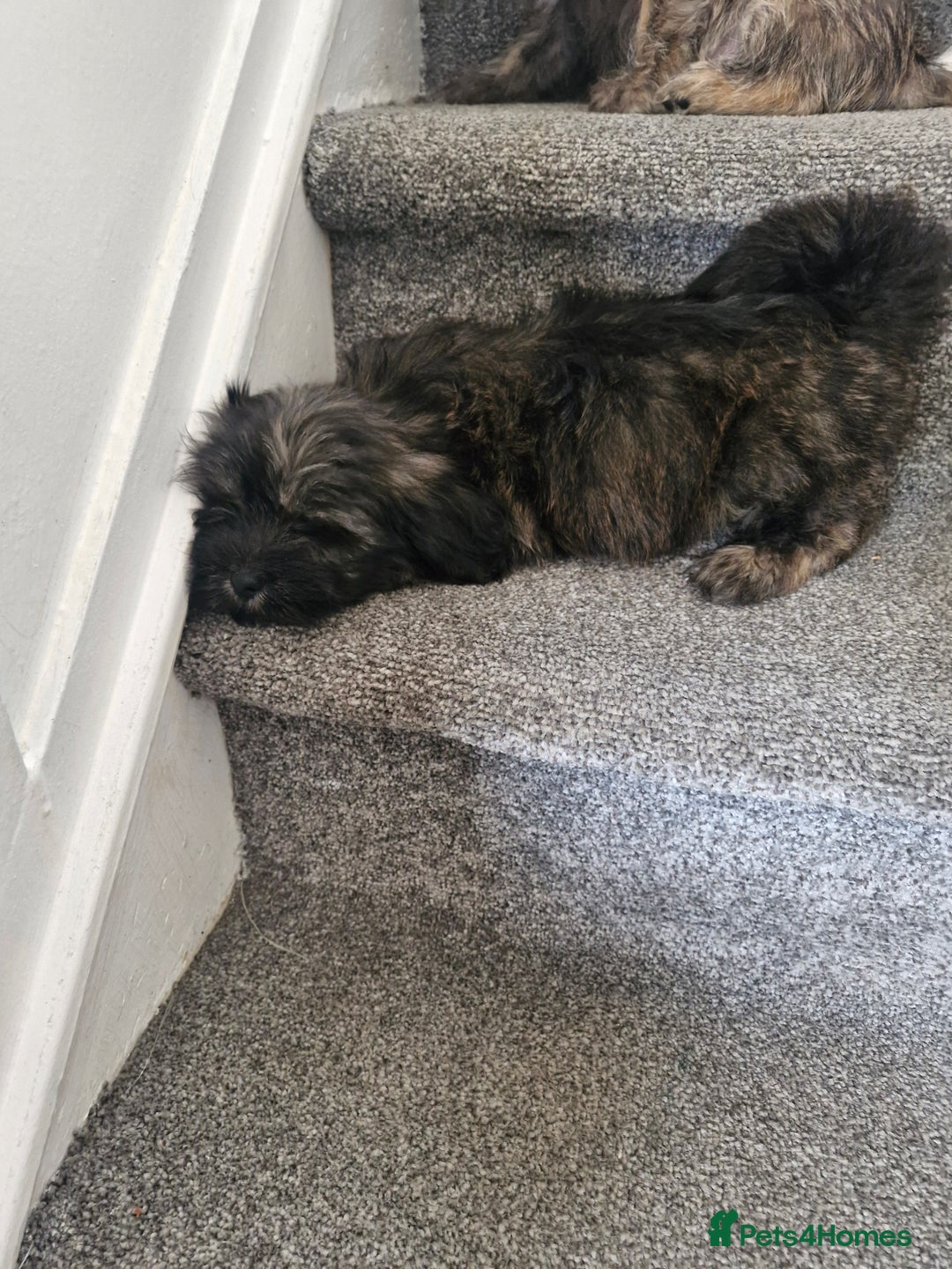 Malshi dogs for sale: Shih tzu x Maltese puppies  - Image 7