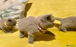 British Shorthair cats for sale: 💕Pure BSH Kittens – Family Raised, Ready December - Image 6