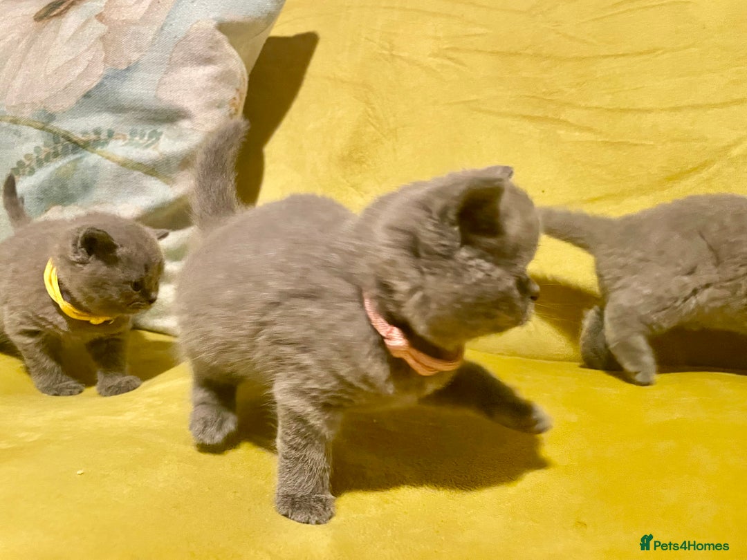 British Shorthair cats for sale: 💕Pure BSH Kittens – Family Raised, Ready December - Image 6