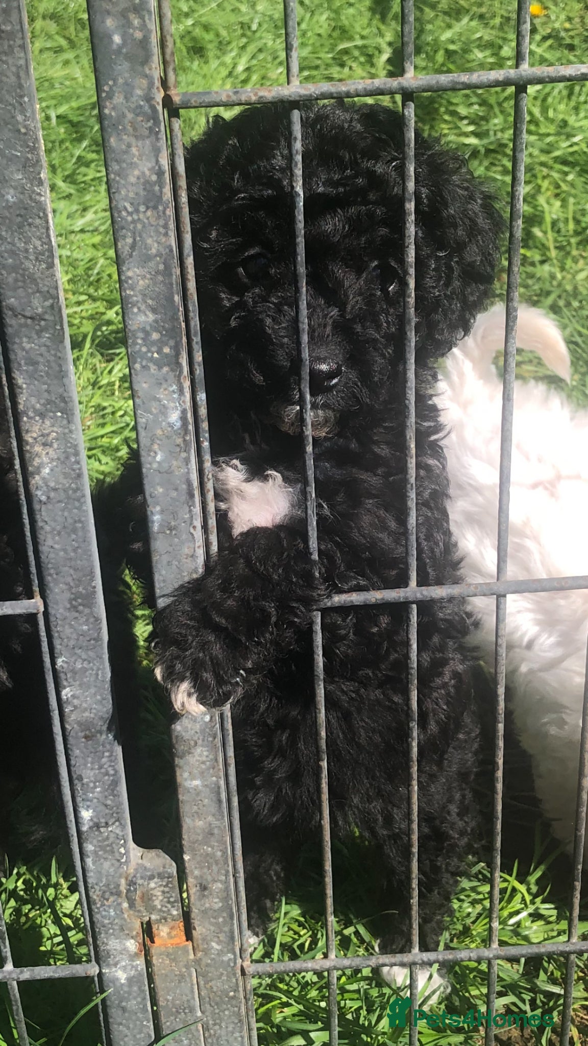 Miniature Poodle dogs stunning litter of pure bred miniature poodles - Advert 16