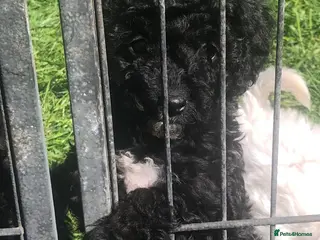 Miniature Poodle dogs stunning litter of pure bred miniature poodles - Advert 16