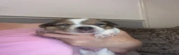 Jack Russell dogs for sale: Jack Russell puppies - Advert 13