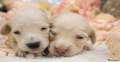 Miniature Dachshund dogs - Advert 7