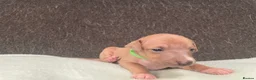 Italian Greyhound dogs for sale: Italian greyhound puppies  in Oswestry - Advert 9