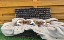 Cavalier King Charles Spaniel dogs for sale: Gorgeous King Charles cavalier puppies - Image 5