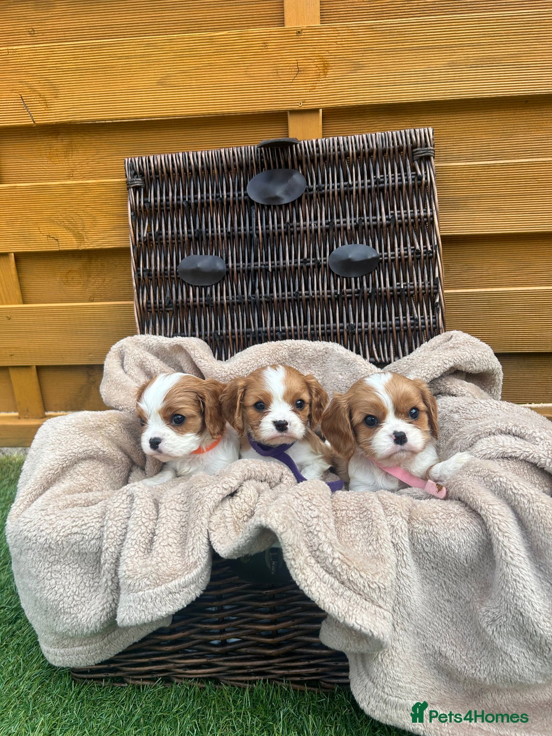 Cavalier King Charles Spaniel dogs for sale: Gorgeous King Charles cavalier puppies - Image 5