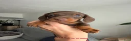 Miniature Dachshund dogs for sale:     Adorable Miniature Dachshund puppies  in London - Advert 5