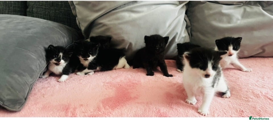 Mixed Breed cats Half Russian blue kittens  - Advert 20