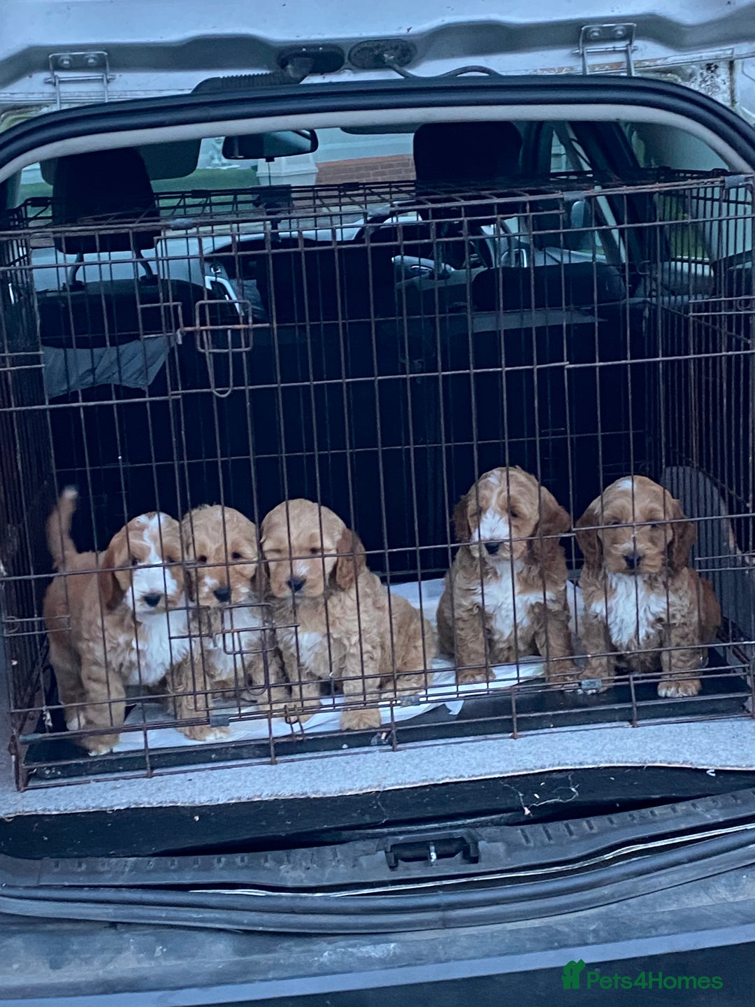 Cockapoo dogs for sale: Cockapoo puppies for sale  - Advert 6