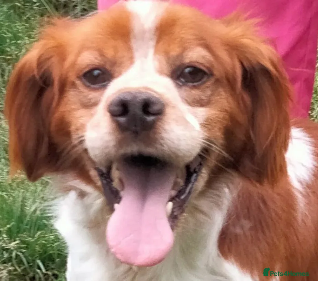Brittany Spaniel dogs for adoption: Urano in Camberley - Advert 3