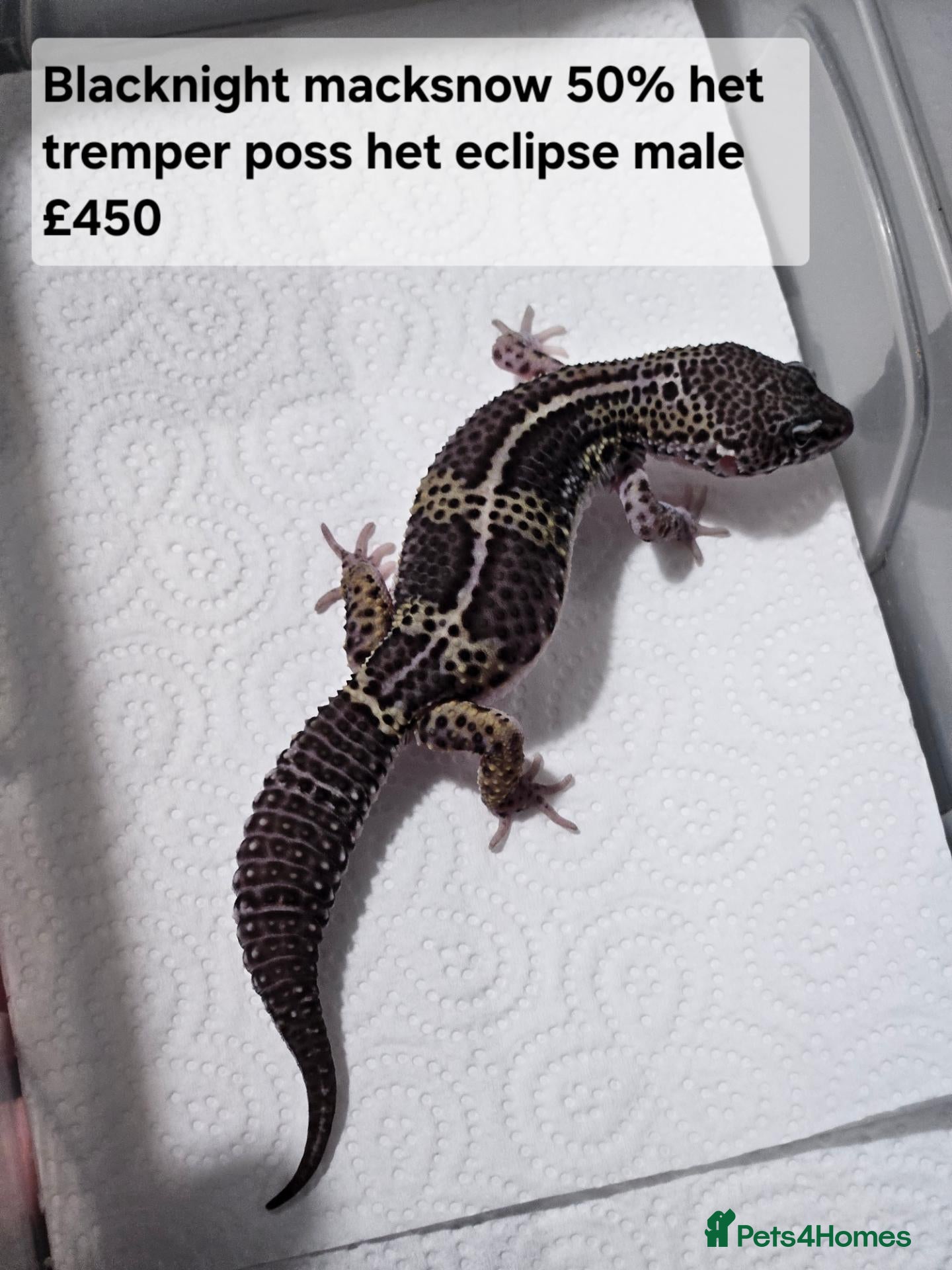 Leopard Gecko reptiles Black night leopard geckos  - Advert 1