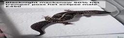 Leopard Gecko reptiles for sale: Black night leopard geckos  - Advert 1