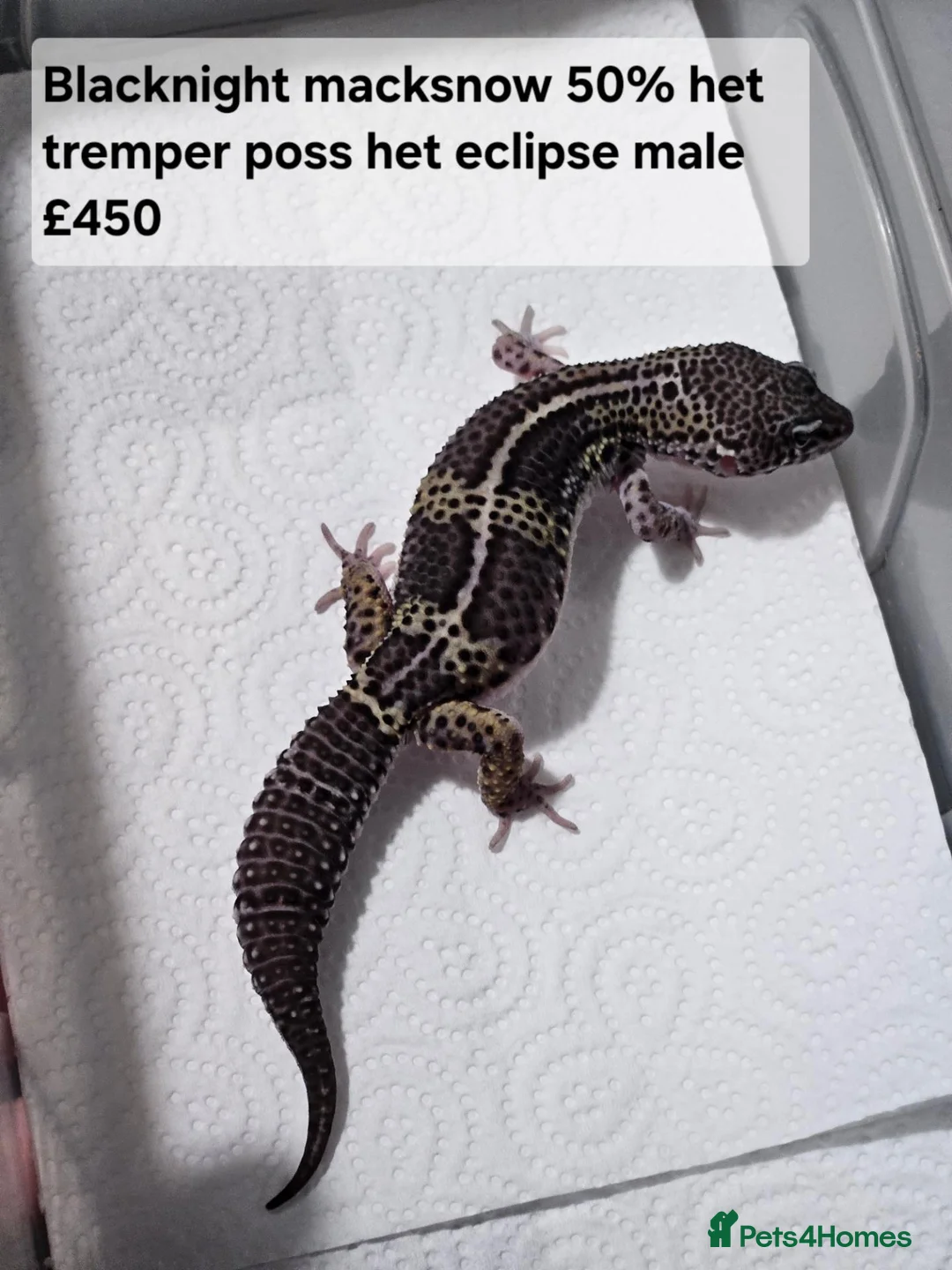 Leopard Gecko reptiles for sale: Black night leopard geckos  - Advert 1