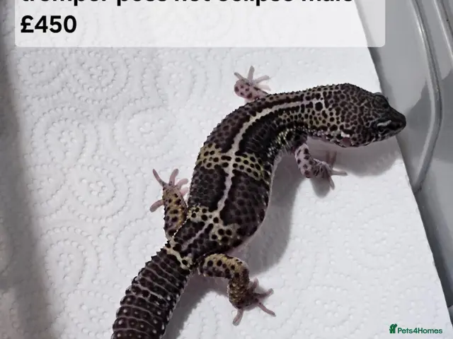 Leopard Gecko reptiles Black night leopard geckos - Advert 1