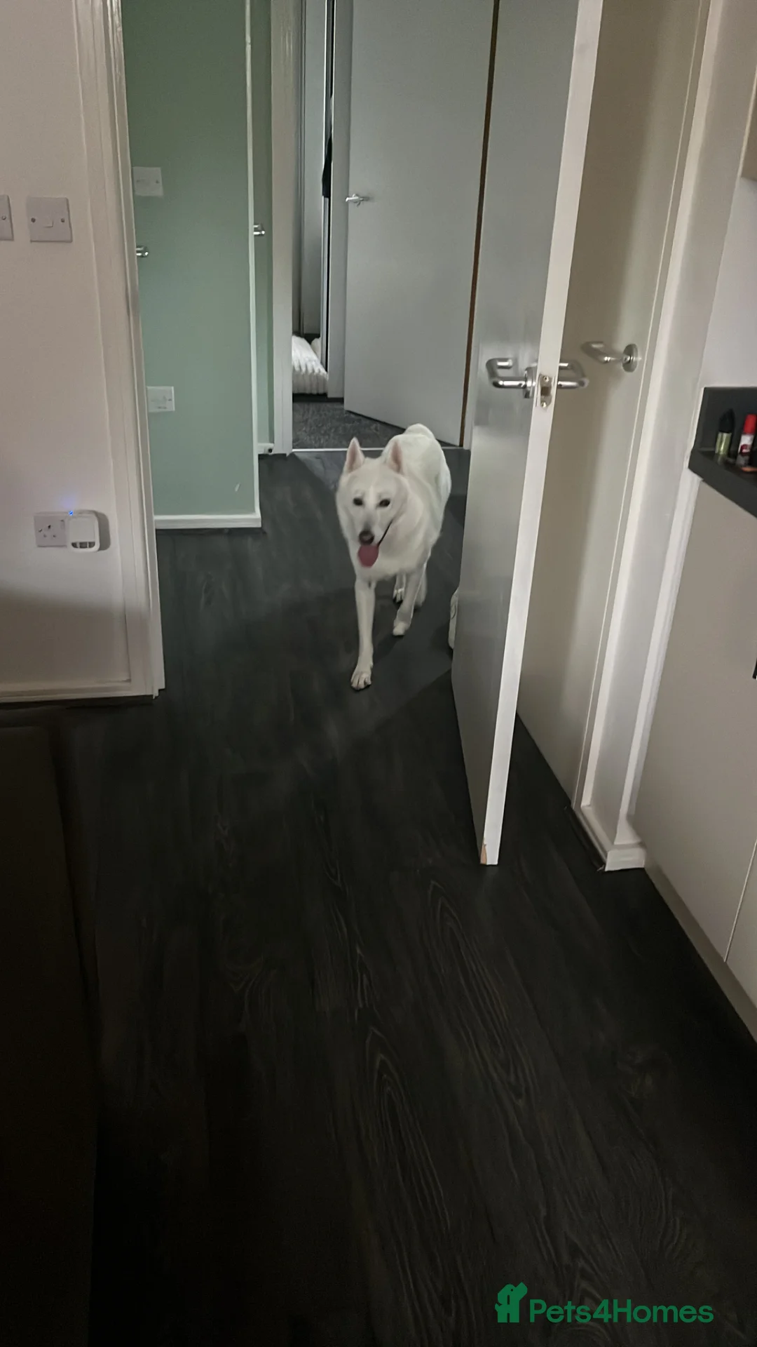 Siberian Husky dogs for sale: Siberian husky - Advert 2