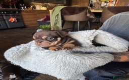 English Bulldog dogs for sale: Beautiful English Bulldog Puppies - Image 11
