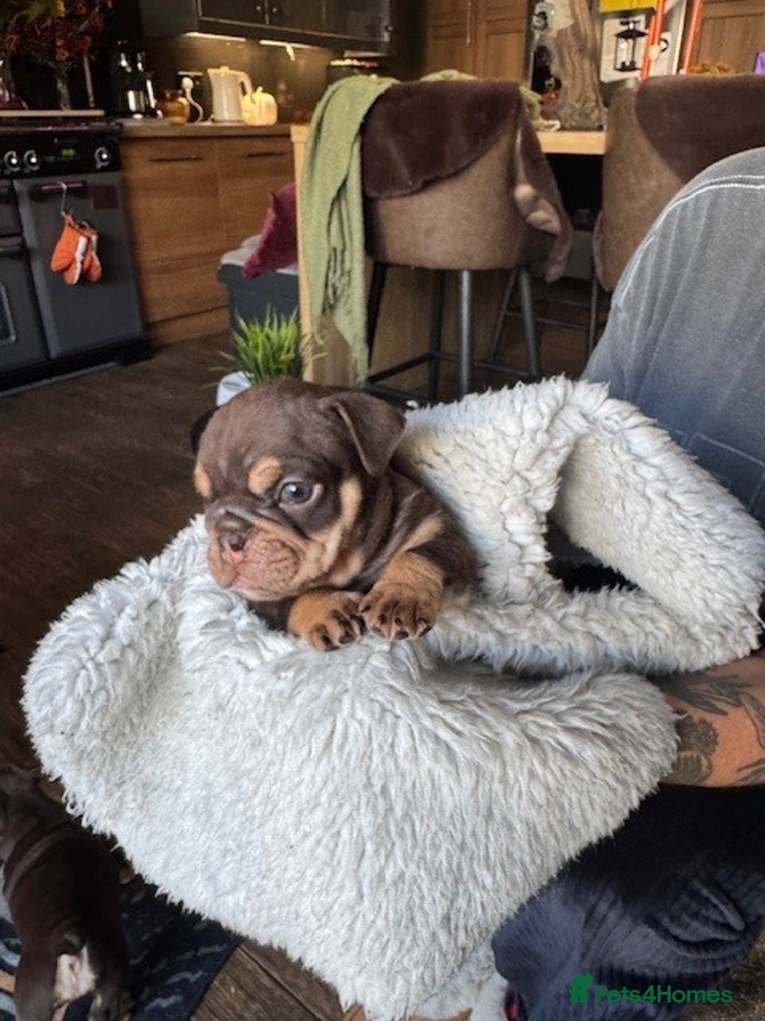 English Bulldog dogs for sale: Beautiful English Bulldog Puppies - Image 11