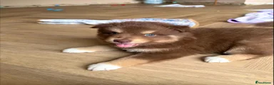 Slinky