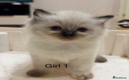 Ragdoll cats for sale: Pure ragdolls  - Image 2