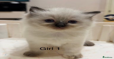 Ragdoll cats - Advert 8