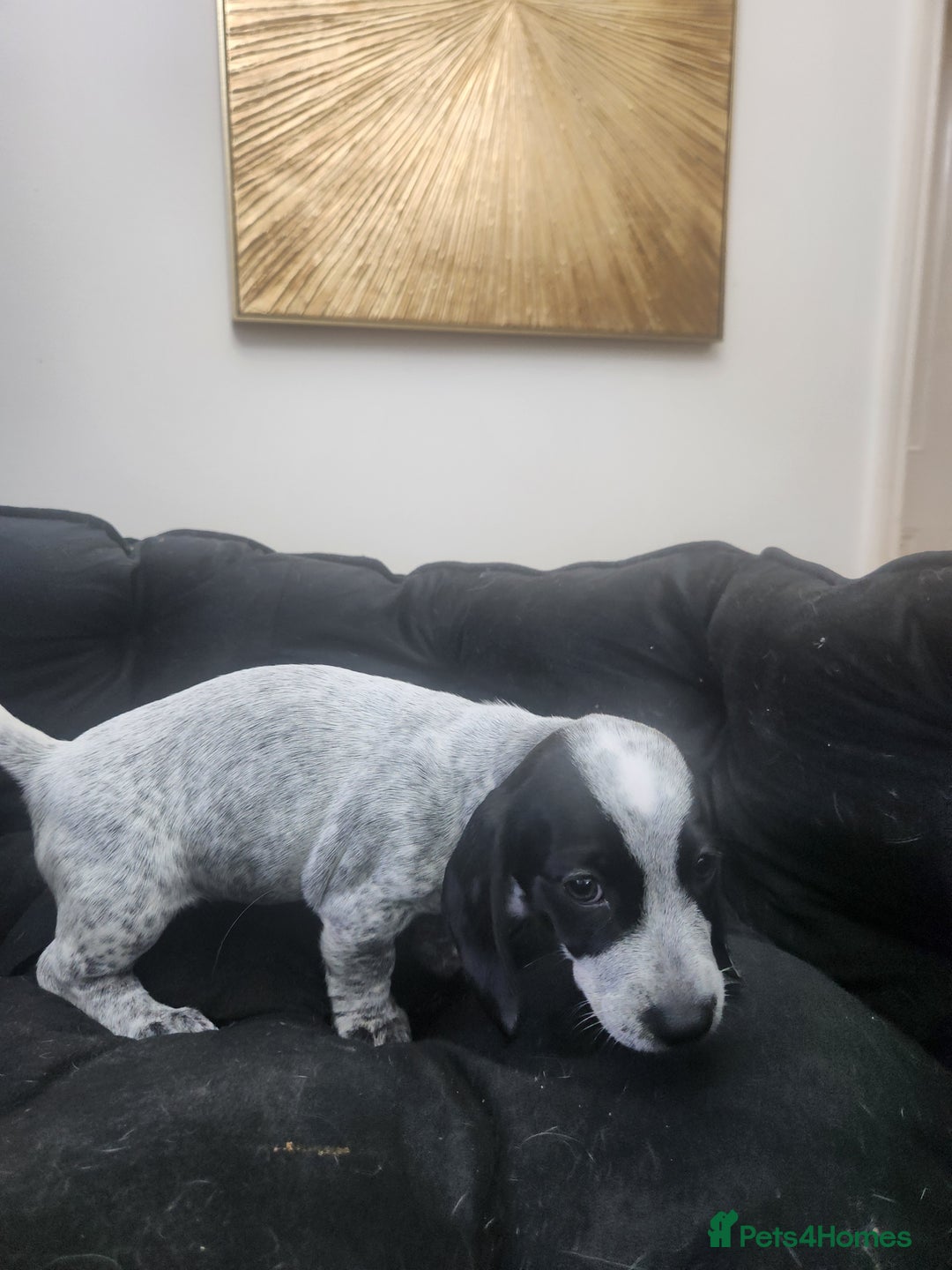 Dachshund dogs for sale: Stunning Dachshund Puppies  - Image 9