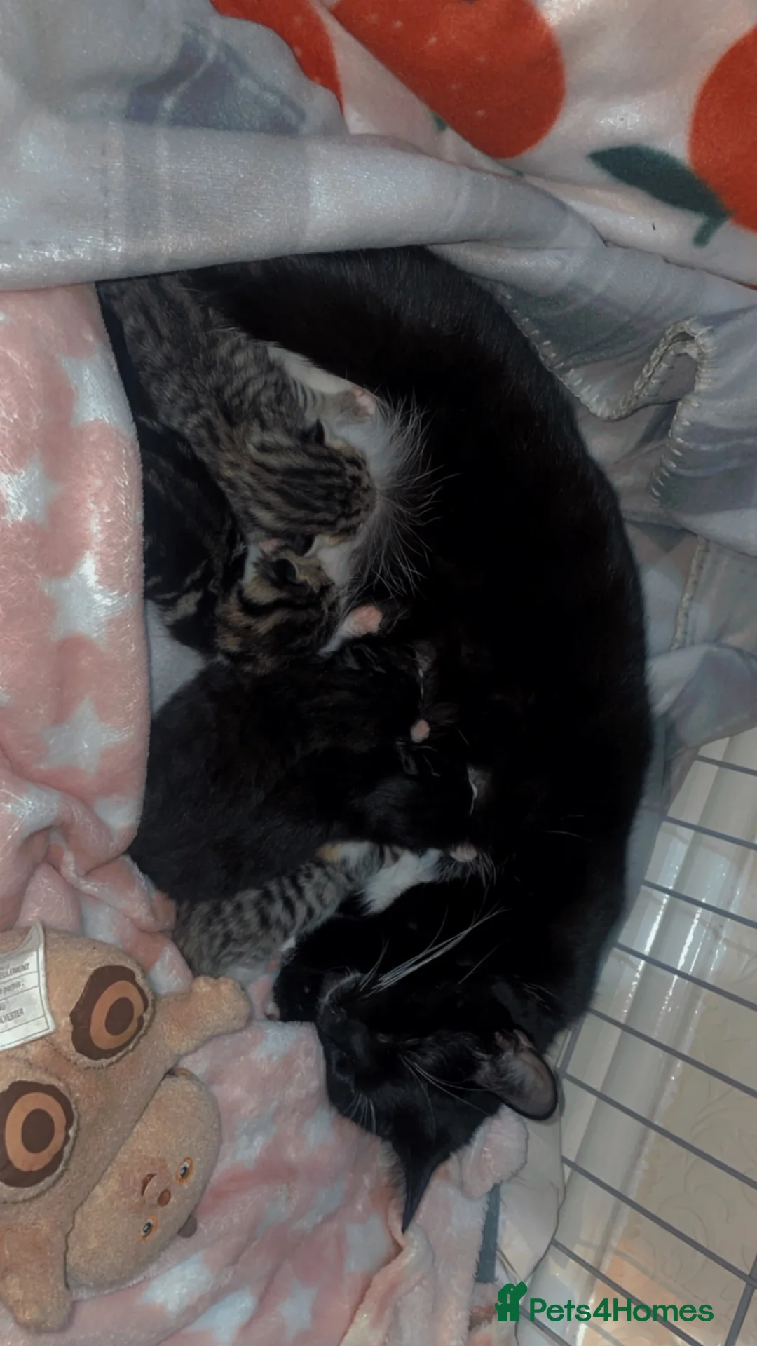 Mixed Breed cats for sale: 3 Kittens looking for there forever home  - Advert 1