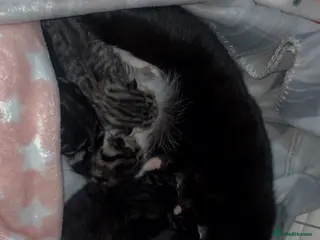 Mixed Breed cats 3 Kittens looking for there forever home - Advert 3