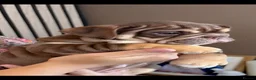 English Bulldog dogs for sale: English bulldog puppies  - Advert 4