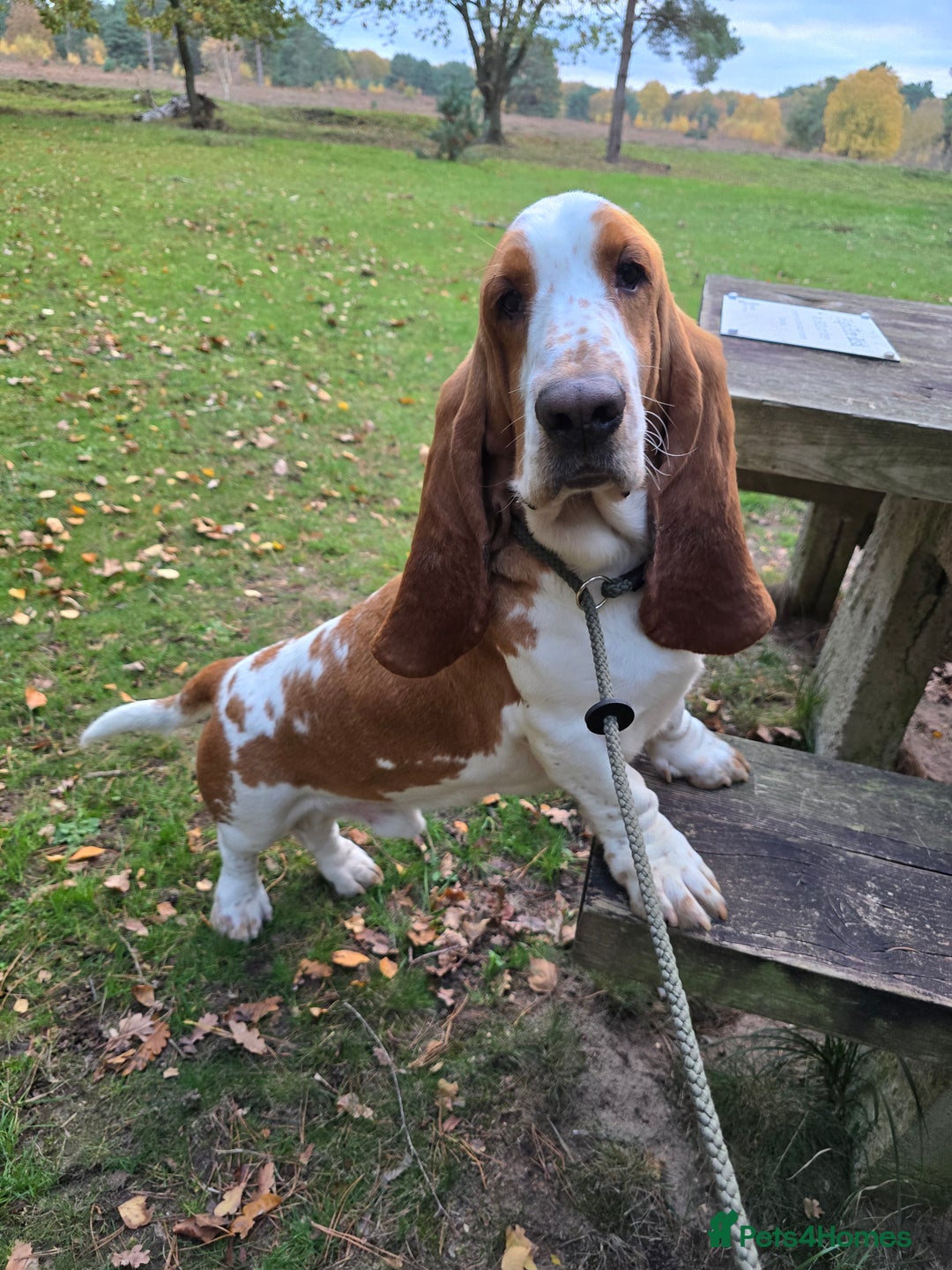 Basset Hound dogs for stud: Handsome Red & White KC Reg Basset Hound For Stud - Advert 4