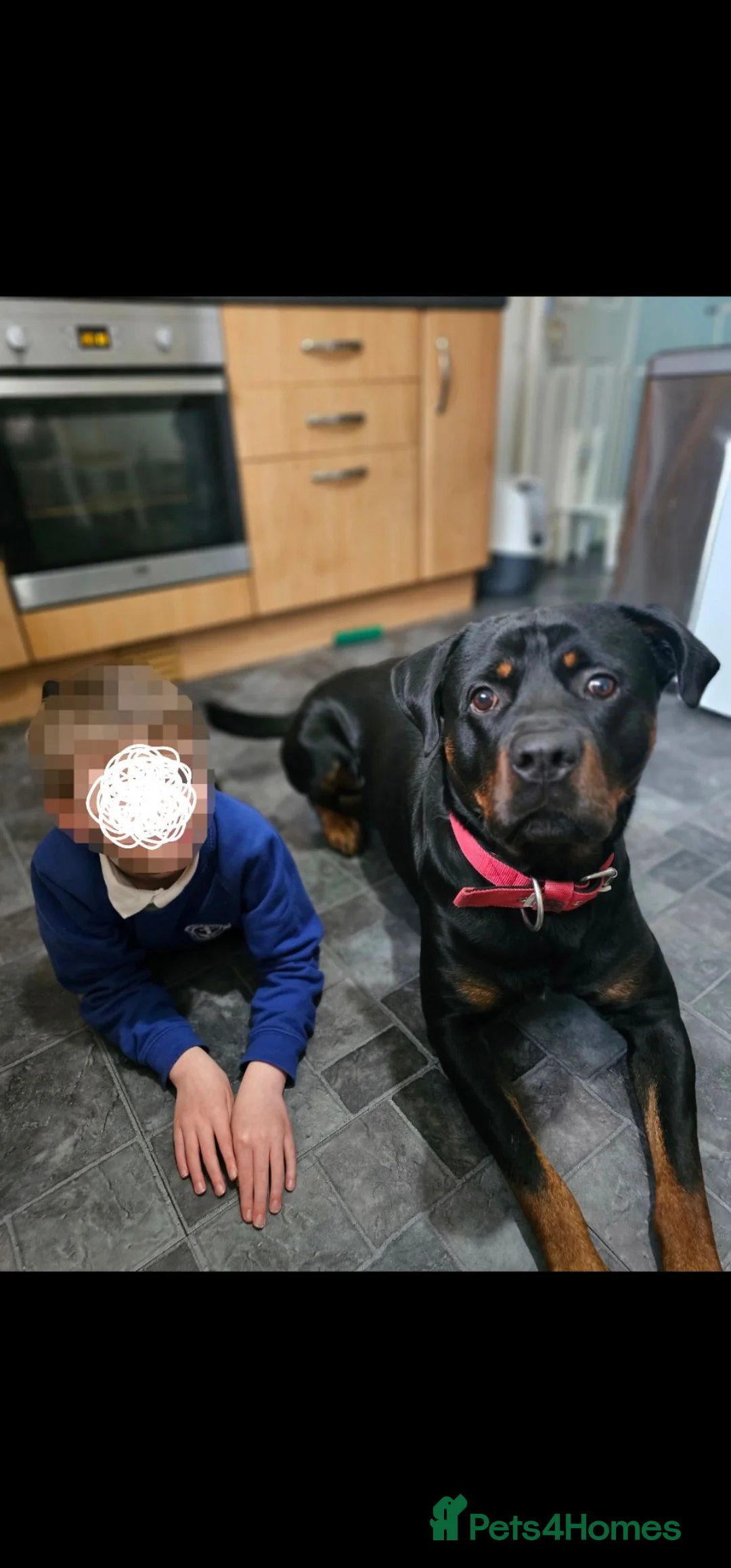 Rottweiler dogs for sale: Gatsby in Heywood - Advert 2