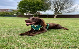 Sprocker dogs for stud: Stunning Cocker Spaniel Cross for Stud  - Image 22