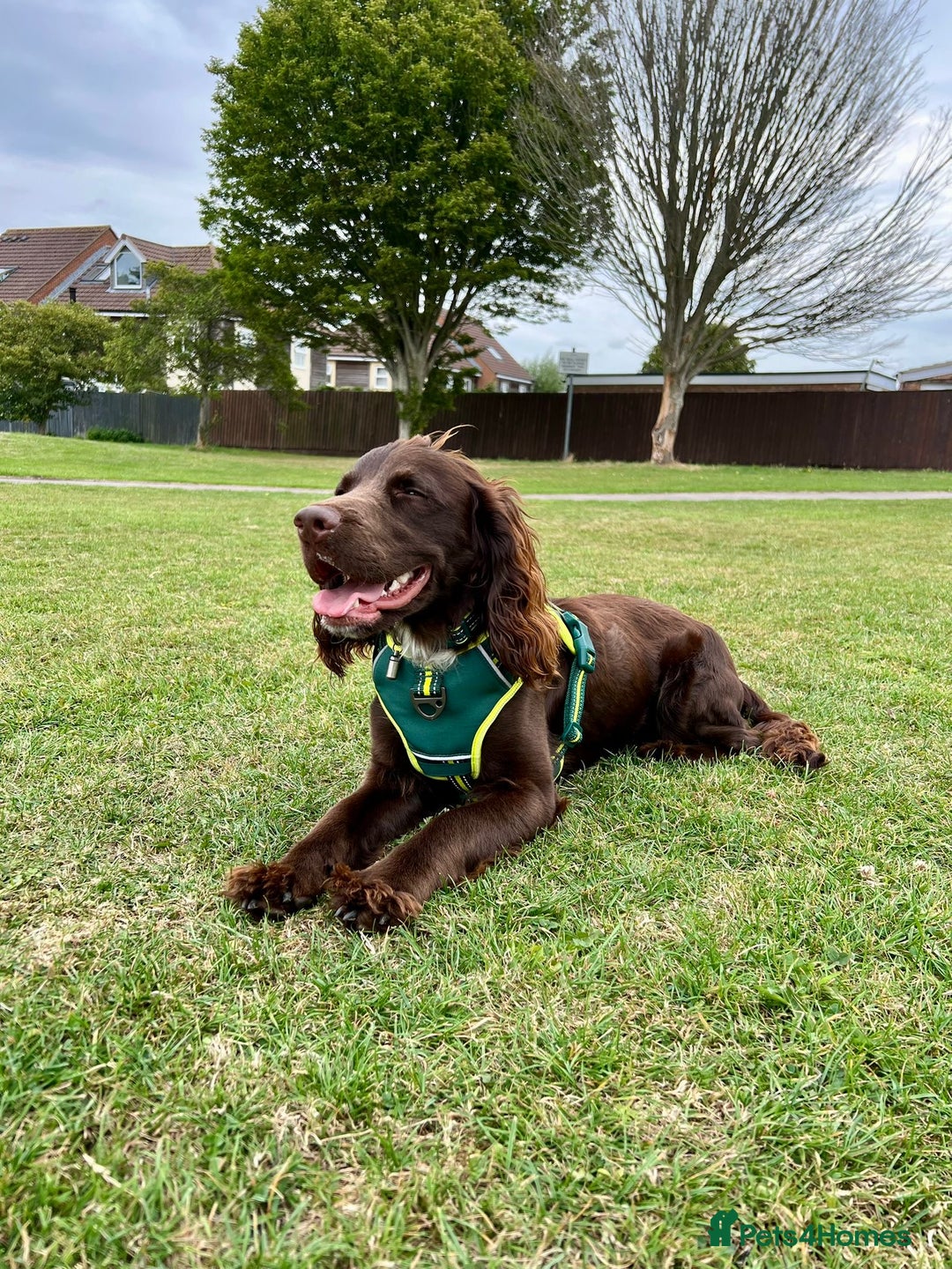 Sprocker dogs for stud: Stunning Cocker Spaniel Cross for Stud  - Image 22