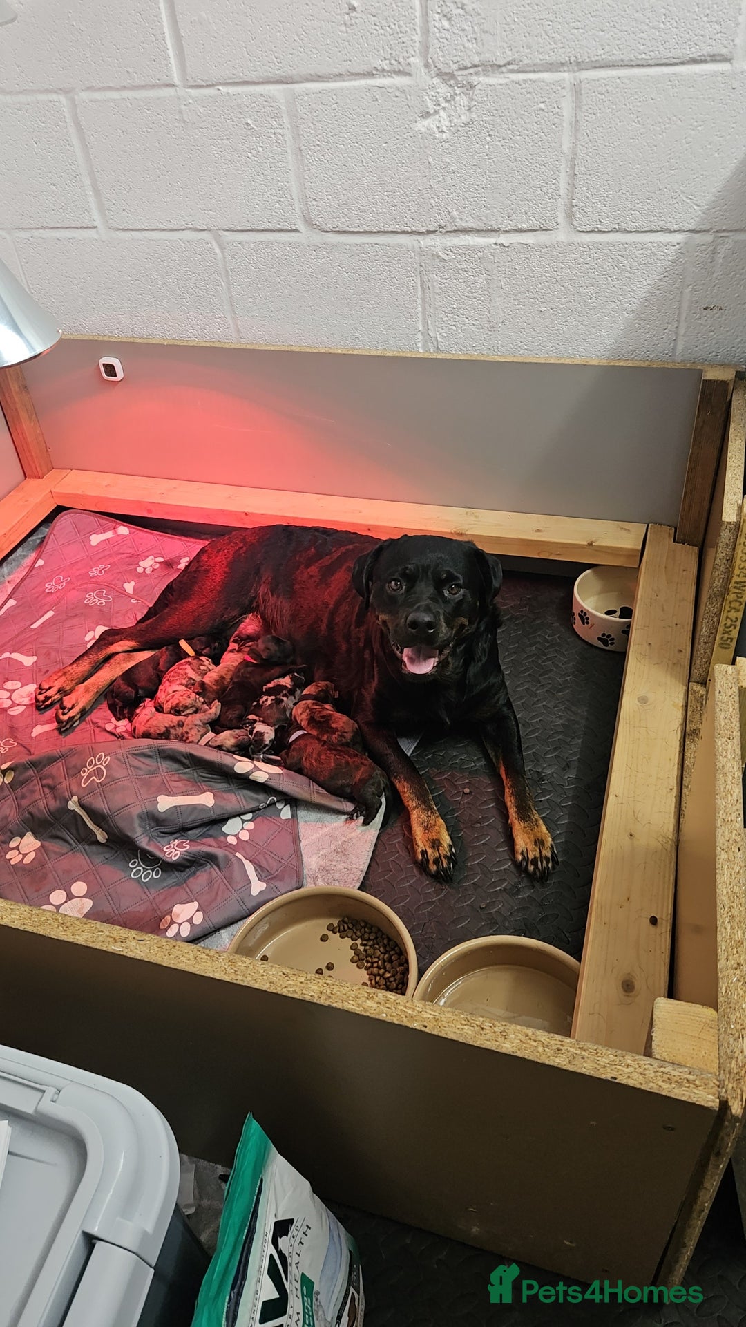 Mixed Breed dogs for sale: Rottweiler x poodle puppies - Image 3