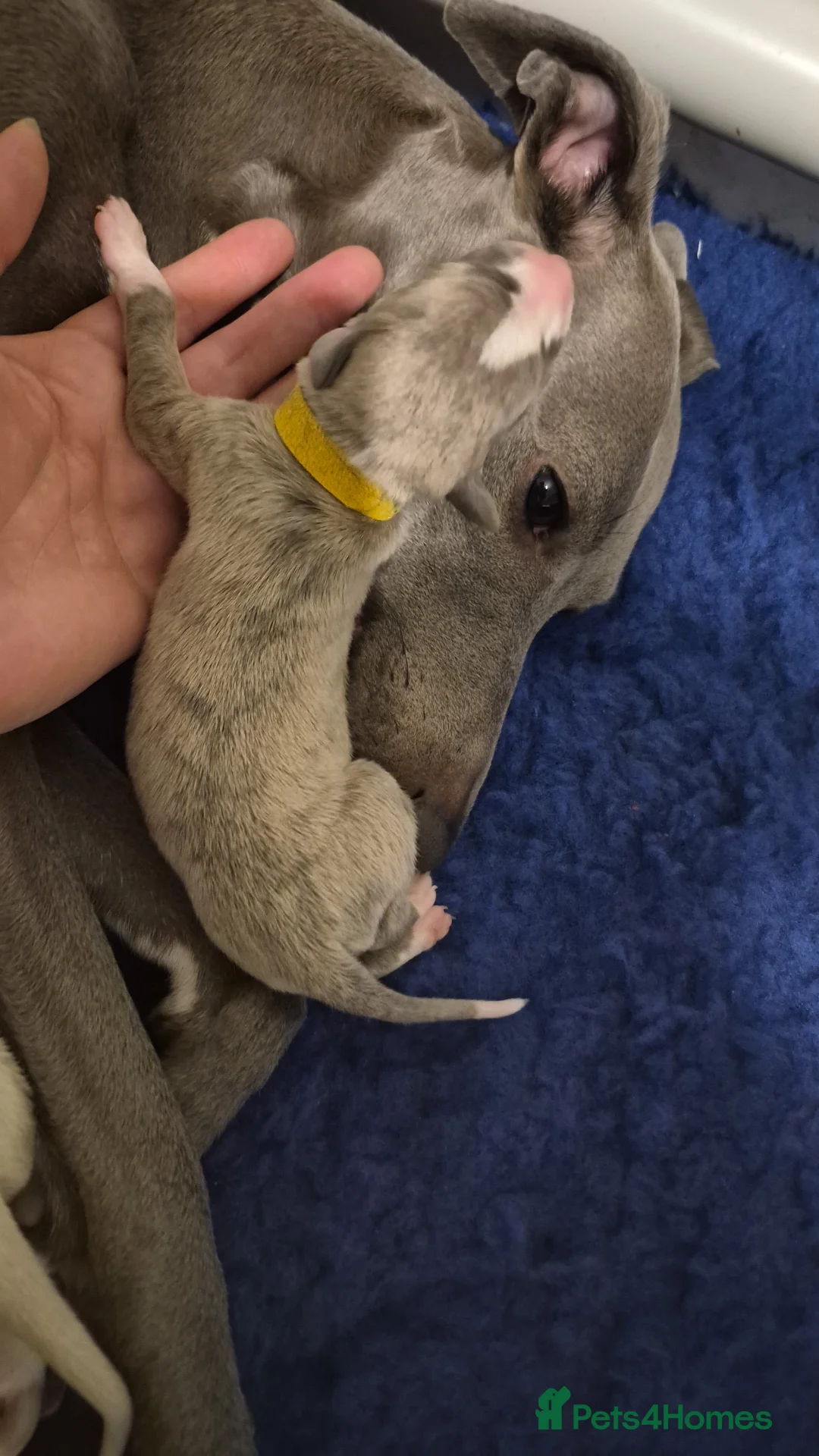 Whippet dogs for sale: KC Whippet Puppies: Champion Bloodlines - Advert 5