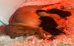 Labrador Retriever dogs for sale: Gorgeous lab puppys - Advert 2