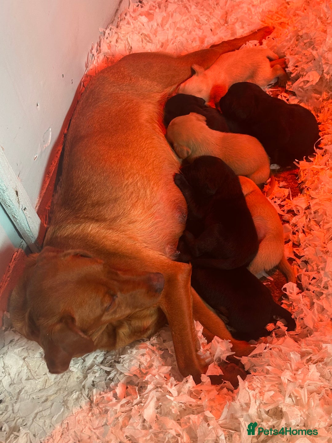 Labrador Retriever dogs for sale: Gorgeous lab puppys - Advert 2