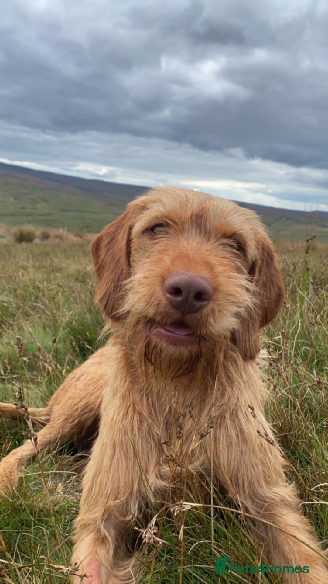 Hungarian Vizsla dogs for stud: Gamekeeper owned working wirehaired vizsla - Advert 4