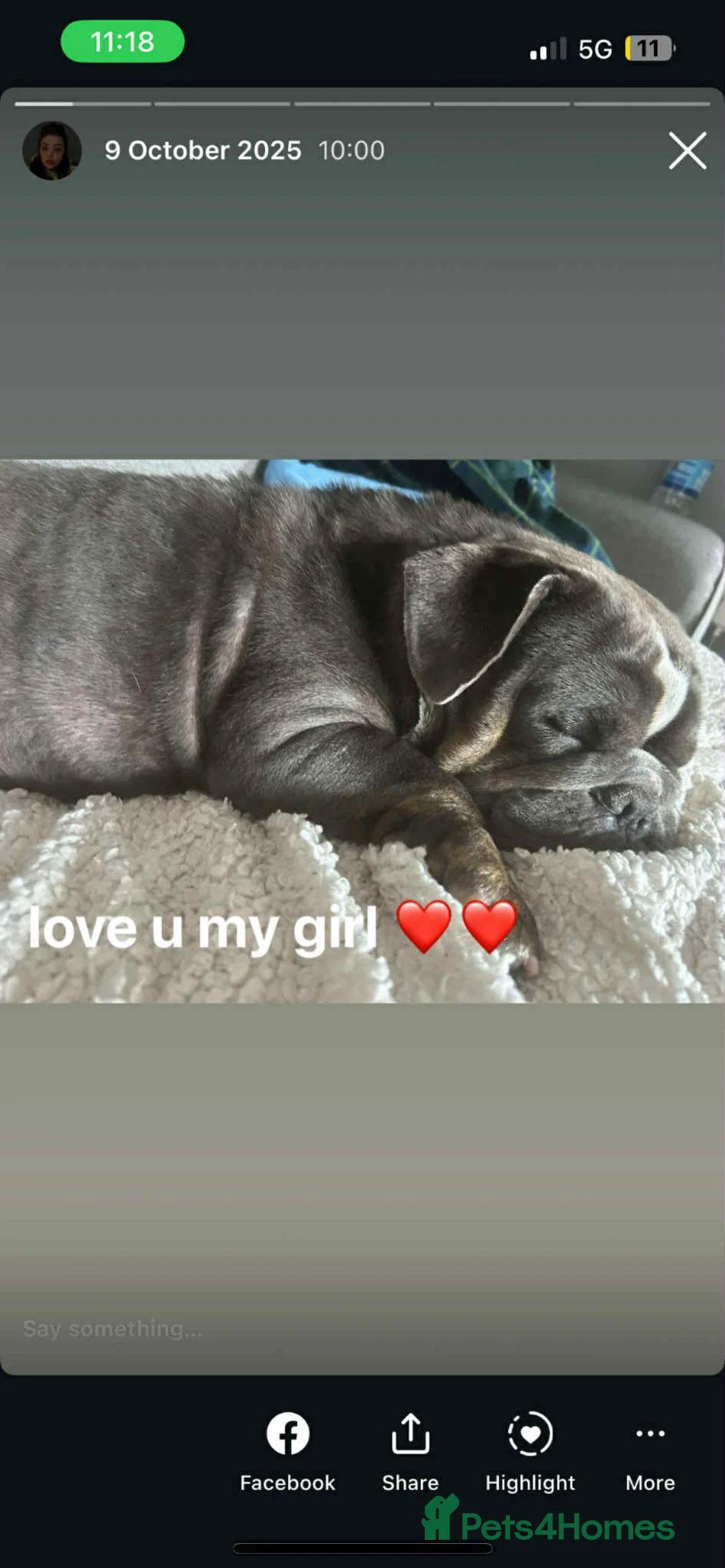 English Bulldog dogs for sale: Freelance frenchie for rehoming - Advert 2