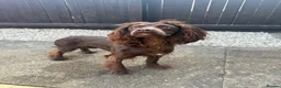 Cocker Spaniel dogs for sale: Cocker Spaniel Bitch 1 years old - Advert 3