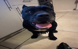 Cane Corso dogs for sale: Pure breed cane corso  - Image 23